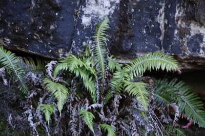 Blechnum punctulatum, photographed by Tony Rebelo