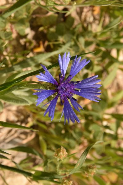 Centaurea cyanoides, photographed by Mitch Van Dyke