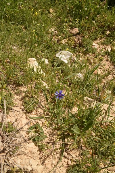 Centaurea cyanoides, photographed by Mitch Van Dyke
