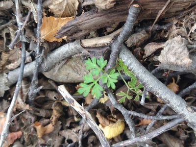 Asplenium dareoides, photographed by Pablo