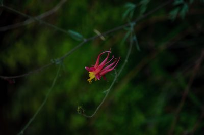 Aquilegia desertorum, photographed by Rolf Lawrenz