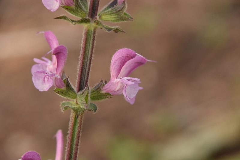 Salvia hierosolymitana, photographed by Mitch Van Dyke