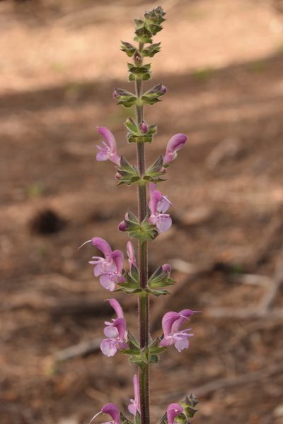 Salvia hierosolymitana, photographed by Mitch Van Dyke
