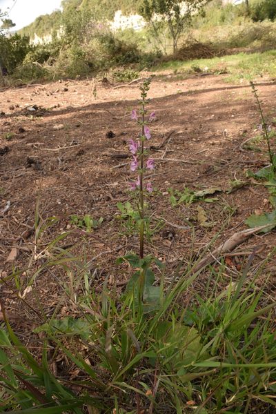 Salvia hierosolymitana, photographed by Mitch Van Dyke