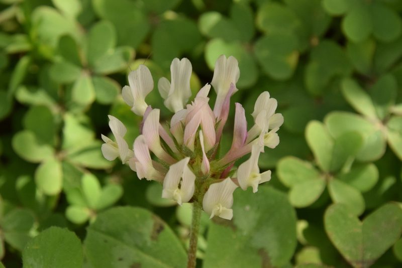 Trifolium clypeatum, photographed by Mitch Van Dyke