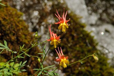 Aquilegia desertorum, photographed by Rolf Lawrenz