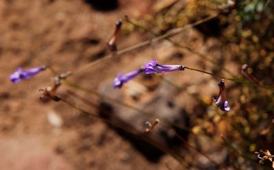 Lobelia coronopifolia, photographed by Tony Rebelo