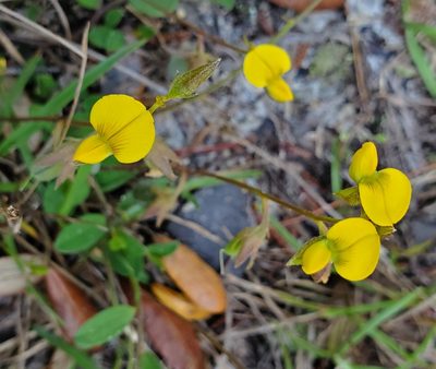 Crotalaria rotundifolia, photographed by Laura Gaudette