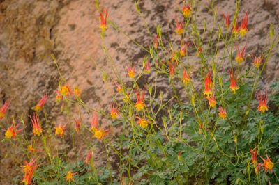 Aquilegia desertorum, photographed by Rolf Lawrenz