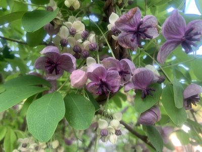 Akebia quinata, photographed by 岸本年郎