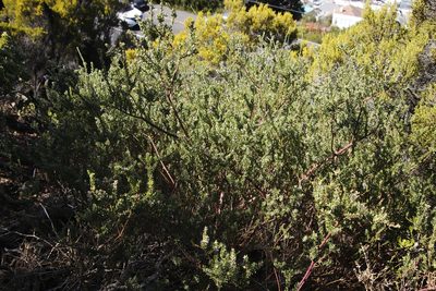 Muraltia spinosa, photographed by Tony Rebelo