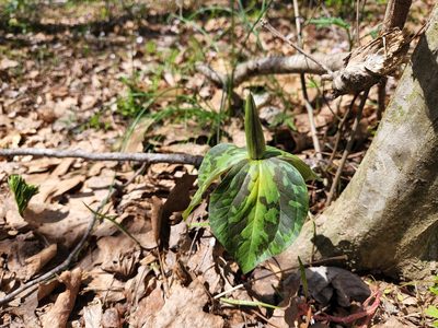 Trillium cuneatum, photographed by Dominic