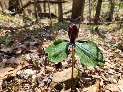 Trillium cuneatum, photographed by Dominic