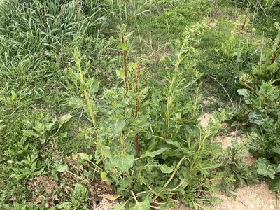 Beta vulgaris, photographed by Marc Riera