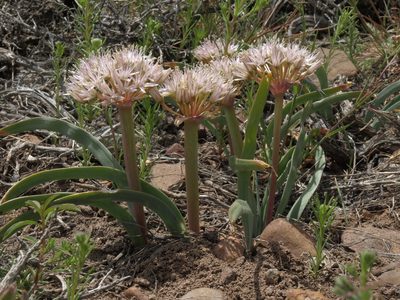 Allium anceps, photographed by Jim Morefield