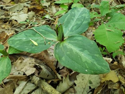 Trillium foetidissimum, photographed by Jody Shugart