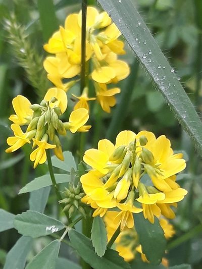 Trigonella esculenta, photographed by Valentina Caviglia