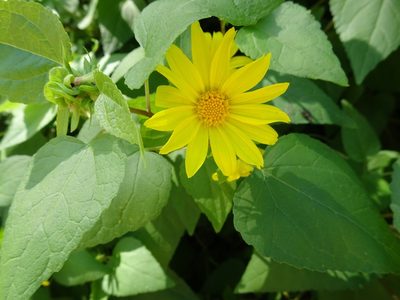 Venegasia carpesioides, photographed by Heather Dawnstar Sabin