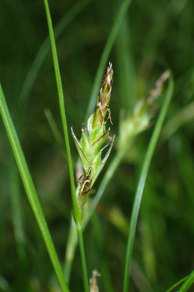Carex distachya, photographed by Julien Renoult
