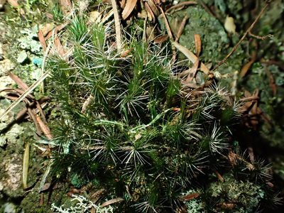 Campylopus introflexus, photographed by Saryu Mae 前 朝琉