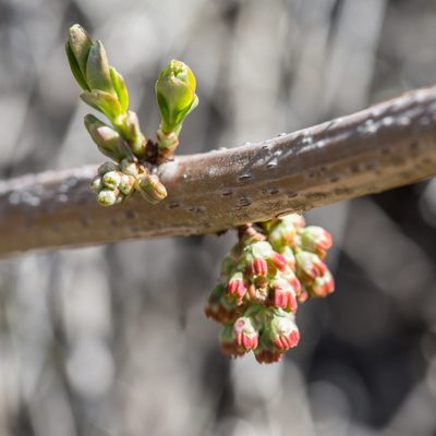 Coriaria myrtifolia, photographed by Tim Johnson