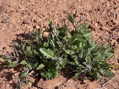 Strigosella africana, photographed by Robbie Hannawacker