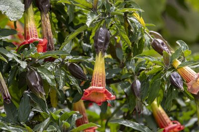 Brugmansia sanguinea, photographed by David F. Belmonte