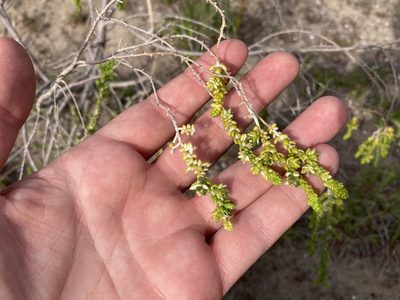 Thymelaea hirsuta, photographed by Marc Riera
