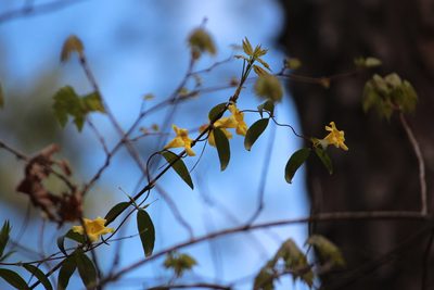 Gelsemium sempervirens