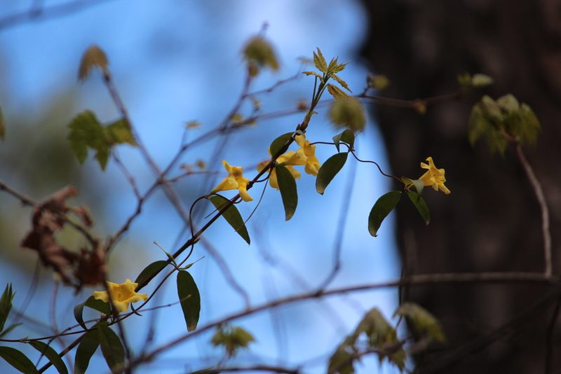 Gelsemium sempervirens, photographed by Ashwin Srinivasan