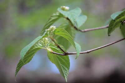 Viburnum setigerum, photographed by Ashwin Srinivasan