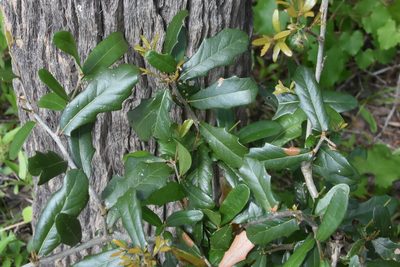 Quercus virginiana, photographed by Jay Pruett