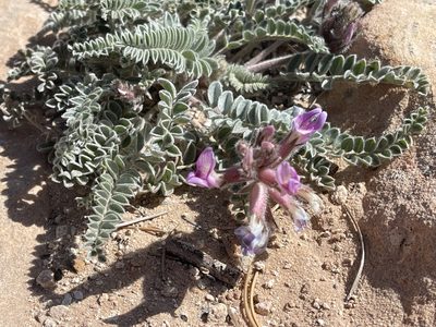 Astragalus mollissimus, photographed by Robbie Hannawacker