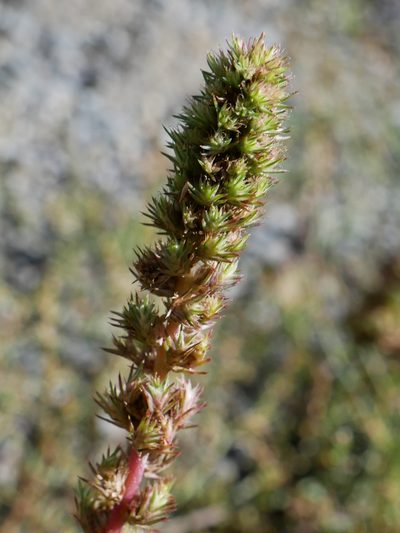 Amaranthus powellii, photographed by Alice Shanks