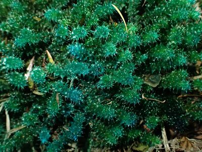 Ptychomnion aciculare, photographed by Saryu Mae 前 朝琉