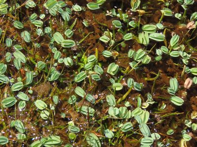 Alchemilla diplophylla, photographed by Nicolás Lavandero