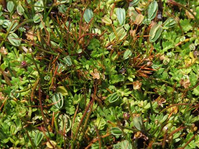 Cotula mexicana, photographed by Nicolás Lavandero