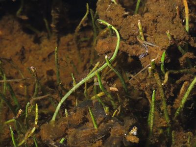 Lilaeopsis occidentalis, photographed by Nicolás Lavandero