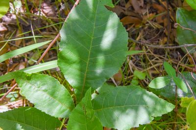 Carya glabra, photographed by Jay Pruett