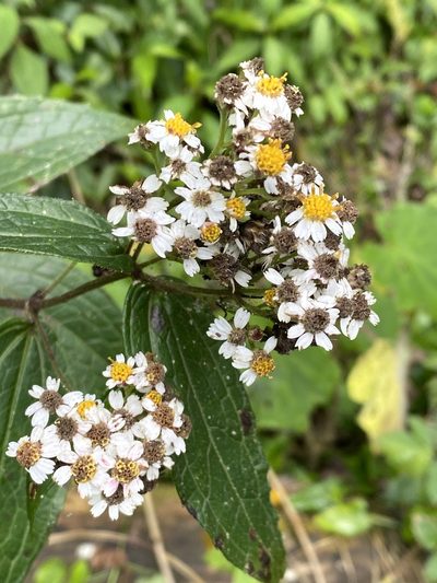 Alloispermum integrifolium, photographed by Grete Pasch