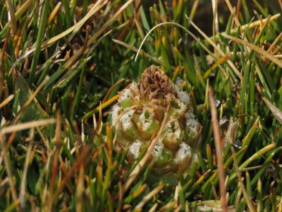Myrosmodes nervosa, photographed by Nicolás Lavandero
