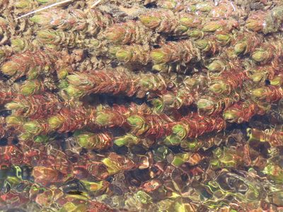 Myriophyllum quitense, photographed by Nicolás Lavandero