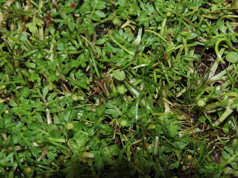 Cotula mexicana, photographed by Nicolás Lavandero