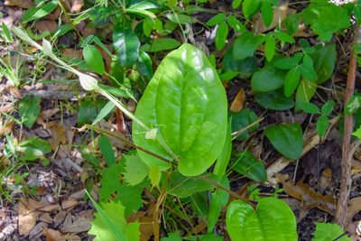 Smilax pumila, photographed by Jay Pruett