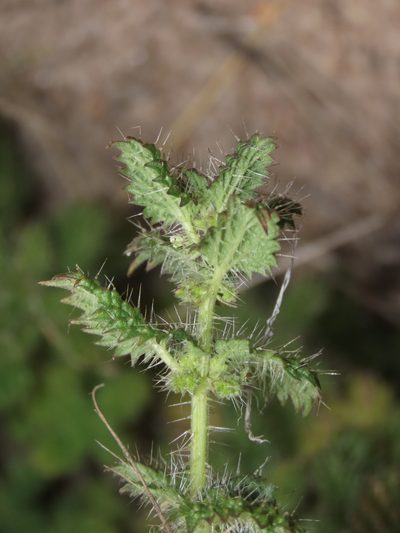 Urtica echinata, photographed by Nicolás Lavandero