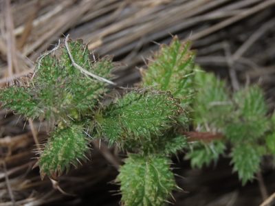 Urtica echinata, photographed by Nicolás Lavandero