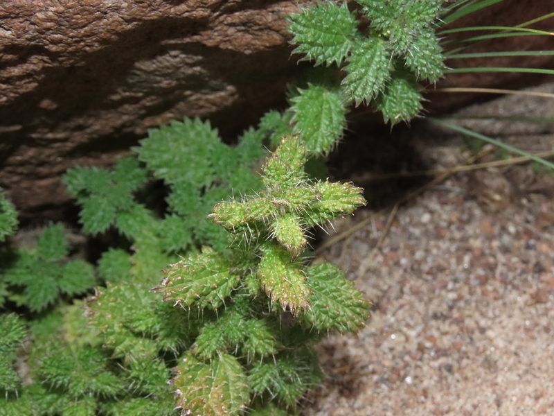 Urtica echinata, photographed by Nicolás Lavandero