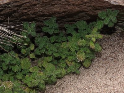 Urtica echinata, photographed by Nicolás Lavandero