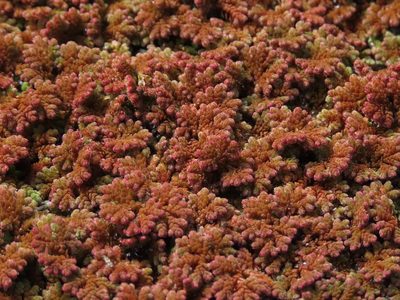Azolla filiculoides, photographed by Nicolás Lavandero