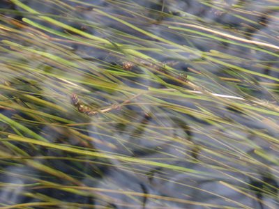 Stuckenia filiformis, photographed by Nicolás Lavandero